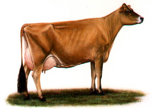 jersey cow photo